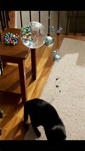 082 - Black Cat vs Colorful Marbles - Who Wins? 🧡🖤 #catlife #shorts #funny