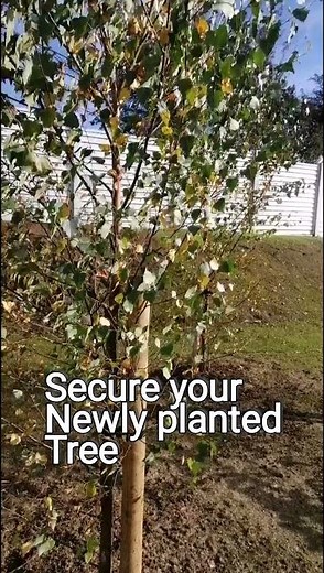 How to stake your newly planted tree.