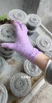 #Blueberry saplings#Blueberry tree#Blueberry cultivation