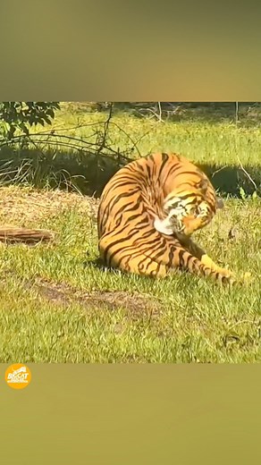 𝑻𝒉𝒆𝒓𝒆’𝒔 𝒔𝒐𝒎𝒆𝒕𝒉𝒊𝒏𝒈 𝒂𝒍𝒎𝒐𝒔𝒕 𝒉𝒚𝒑𝒏𝒐𝒕𝒊𝒄 𝒂𝒃𝒐𝒖𝒕 𝒊𝒕… 🐾 The slow rhythm, the focus, the quiet grace. Watching a wild cat bathe reminds us how peaceful nature can be — even in its wildest form. ✨ Music licensed for use by Artlist.io #MomentsOfCalm #WildWonder #BigCatRescue #NaturePeace #WildCats #Wildlife #WildlifeConservation #Conservation #Bath #Tiger #Bobcat | Big Cat Rescue