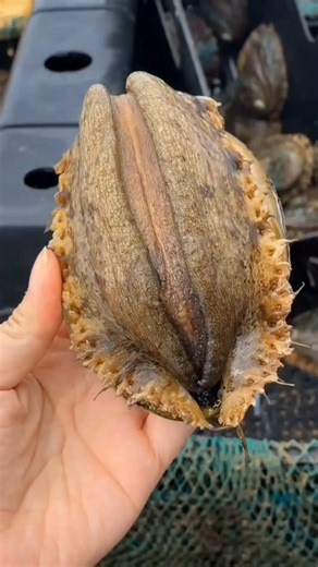 Virginia Frank on Instagram: "I figured it out"