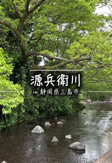 静岡県三島市 源兵衛川の遊歩道 #三島観光 #静岡観光 #源兵衛川 #川のせせらぎ #遊歩道