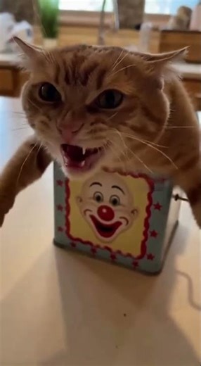 🎁📦😾Scary Box VS. Cute Box? Which one do you prefer? #catlovers#orangetabby#funny#cat#cute #funnycats