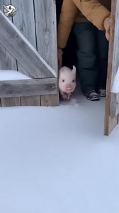 2.9M views · 63K reactions | A pig discovered winter! ❄️ Watch how he enjoys every step in the snow. ☃️ #PigLife #WinterFun #CuteAnimals #SnowDay #AnimalJoy #fblifestyle #AI Generated using Kling AI . . . (For entertainment purposes only. Consult professionals if guidance on activities is presented. No brand affiliation is implied if any are shown. If inspired by true events, creative adaptations may be included. Content may include public footage.) | Today story | Facebook