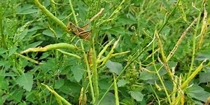 Pests & Predators Podcast, Ep 20: Prairie pests & predators — what can you expect?