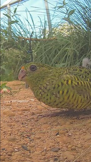 Western Ground Parrot chick check-in | Perth Zoo