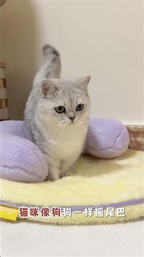 Misunderstood Cat Behaviors: Decode Your Feline Friend's Moves