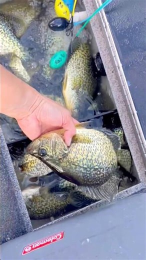 Amazing Crappie Fishing • Capital of panfish Ontario Canada