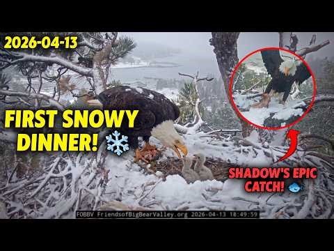First Snowy Dinner: Jackie Feeds the Eaglets in the Freezing Snow Thanks to Shadow 🥺