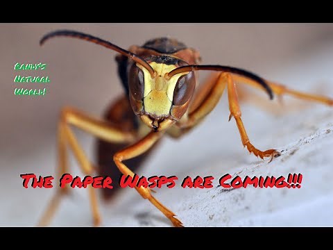 The Paper Wasps are Coming!