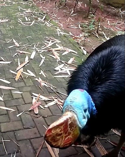 Scary Cassowary Sounds