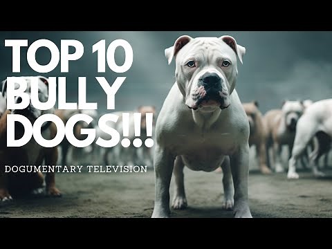 THE WORLD CAN'T GET ENOUGH OF THESE 10 BULLY BREEDS!