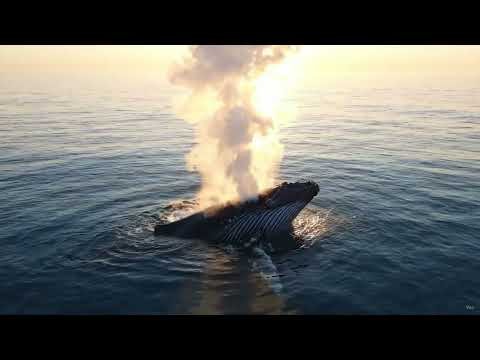 Majestic Whale Breathing at the Ocean Surface | Powerful Blowhole Exhale