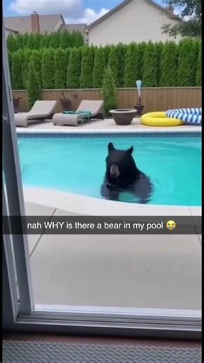 There’s a BEAR In My Pool?!?!