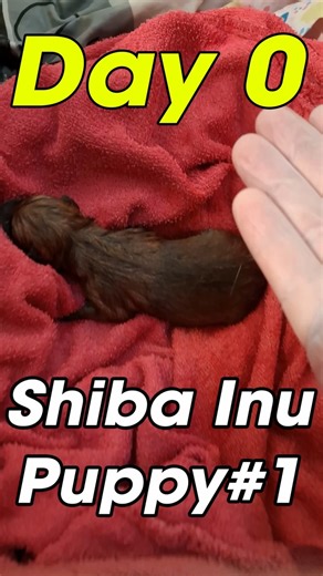 Meet the New Shiba Inu Baby! #shorts #doglover #pet #ShibaInu #puppy #dog #dogs #pets