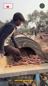 81K views · 17 reactions | Did you know? Carrot harvesting and...