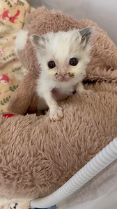 Walter is trying big boy food today! Because he has a cleft palate, he can’t eat foods with liquidity or mushy textures, so the mess on his face isn’t food - it’s saliva and mucous from a sinus infection that’s being treated. He’s likely to have a little yuckies on his face as he learns to eat and inevitably some little bits get into his nose and he sneezes them out. Often, this gets better over time and he gets his face wiped multiple times throughout the day.⁣ ⁣ When I wean a cleftie, I start 