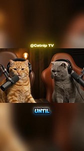 CatCast #aivideocreation #fyp #catsofinstagram #cat #animals #podcast #AI | Cat podcast