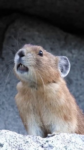 @navarres.wild.shots — Have you ever heard a Pika? A pika is a small mammal that resides in mountains, native to Asia and North America. It has short limbs, a round body, uniform fur, and lacks an external tail. Resembling rabbits, they also possess short, rounded ears. The Himalayan pika, with its distinctive large ears, inhabits elevations over 6,000 m (20,000 ft) in the Himalayas and neighboring peaks. 🎥 @navarres.wild.shots | Earthpix