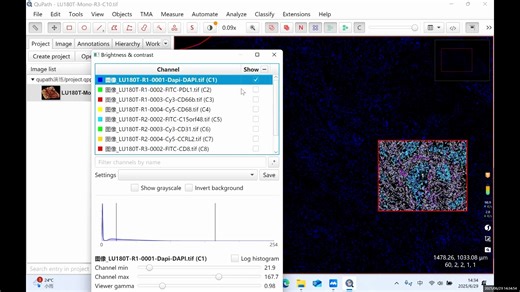 qupath荧光分析教程---单次测量法