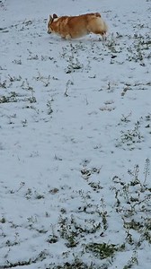 We got just a touch a snow, dogs decided it wasn't worth playing in they wanted back in their heated room. 🤣🤣 #corgilove #corgination #corgioftheday #corgi #pembrokewelshcorgi | Lucky Rowel Corgis