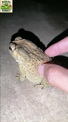 This Toad Was Hiding in the Dark! 🐸😳 #Shorts