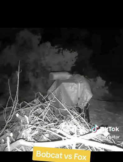 4k, Bobcat vs Fox on my night vision cams! #cam #fox #bobcat #nightvision #trail #night #vs