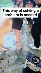 375K views · 546 reactions | River Rescue: Desperate Measure Ends Dog Fight in Splashy Fashion | Elamant | Facebook