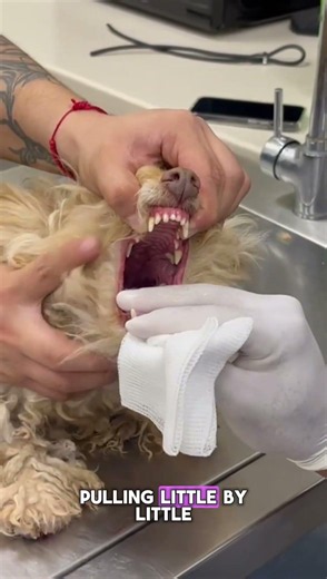 A Careful Pull Finally Revealed What Was Trapped 😱🐾 #DogEmergency #PetSafety