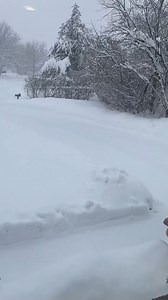 64K views · 1.1K reactions | HAPPY SPRING BREAK! As some Utah students are diving into their spring break this week, it's clear the weather didn't get the memo  Thanks to Dustin-Anne Volk for sending in this fun moment from East Layton. https://bit.ly/3lGENzc | FOX 13 News | Facebook