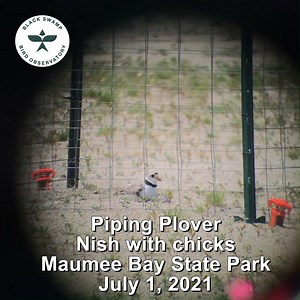 This #BSBONatureMoment is a throwback to the historic Piping Plover nest at Maumee Bay State Park in 2021. BSBO was honored to lead the volunteer monitoring program, meticulously documenting the first Piping Plover nest in Ohio in more than 80 years. We also created a website and social media campaign that helped a whole lot of people fall in love with these tiny, remarkable birds. Revisit the story (with incredible photos and videos) here, as well. Nellie & Nish: The Maumee Bay Piping Plovers �
