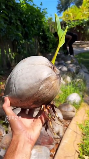 4 types of coconuts you've never seen before! 😱