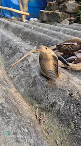 Crabs vs Cobra Snake #highlightseveryone | Mobarak Snake Man