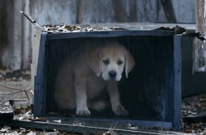 Budweiser Unveils Anomaly's 'Puppy Love' Sequel, 'Lost Dog'