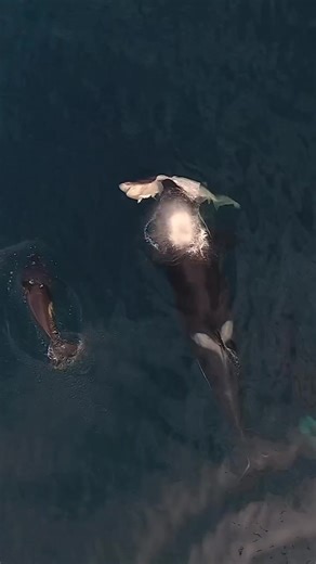 Orca Whale Eating Shark: A Rare Wildlife Encounter