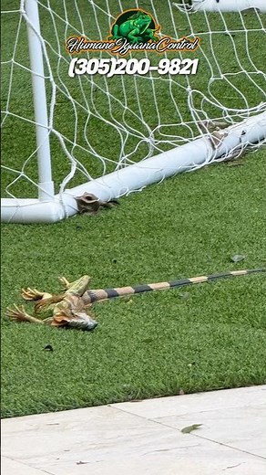 Dead Iguana Removal & Disposal