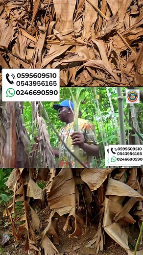 Agadarko Media on TikTok