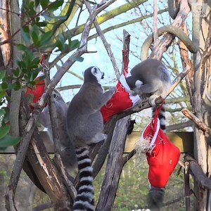 217K views · 12K reactions | HOLIDAY TREATS: Zookeepers at the London Zoo surprised their animals with festive treats, giving them goodies like gift boxes with turkey wings inside and stockings filled with veggies. https://abcn.ws/2qYvHkV | ABC News | Facebook