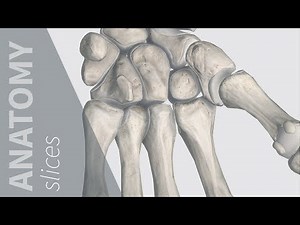 Bones of the Wrist | Anatomy Slices
