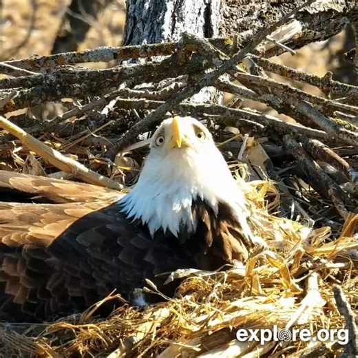 We're looking forward to a season of spying on The Norths 👀 🦅 | explore.org