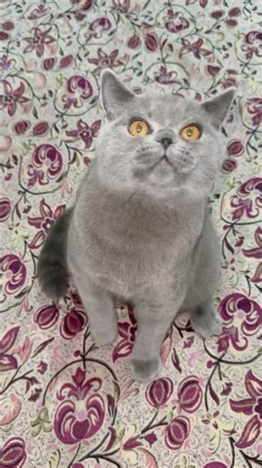 Amazing Cat High Jump! 😱 Kitten Catches Stick #shorts #catjump