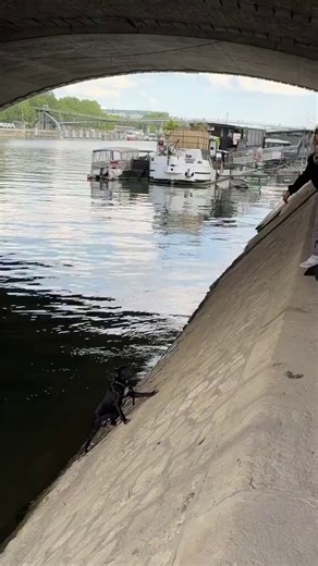 🇫🇷 | Un perro cayó accidentalmente al río Sena y fue rescatado gracias a la rápida acción de su dueño y la solidaridad de varios transeúntes.