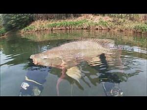 Spearfishing - Extreme Pesca sub 2021 # tilápias