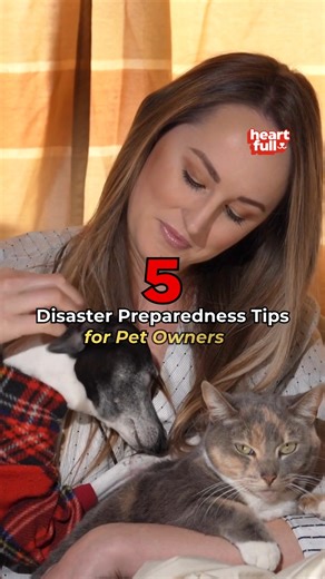 June is National Pet Preparedness Month. When it comes to emergency preparedness, there is a lot to take into consideration. And there is even more planning involved when there are pets to care for. Check the comments section for more info 👇👇👇 | iHeartDogs