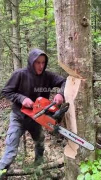 Most Satisfying Chainsaw Cuts Ever! 😮🪚