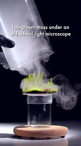 42K views · 1K reactions | Lab-grown moss from June 2021 under a 24-year-old light microscope. "The Bryologist Series, Ep. 4 - Ft. Pyrrhobryum sp." by TerraLiving. #terraliving #microscope #bryologist #terrarium #moss #labgrownmoss #pyrrhobryum | TerraLiving | Facebook