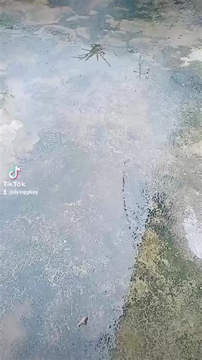 ครบรอบ1ปีที่พบกันครั่งแรกแมวเอดส์ในแมว