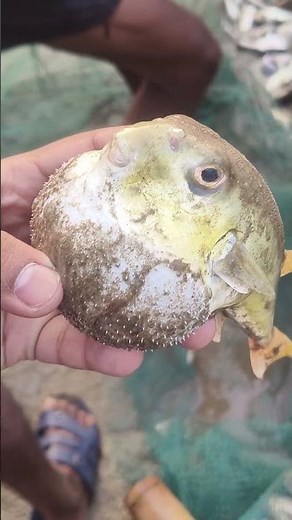 Puffer fish🎣🎣 video #fishcutting #fishing #fish #viral