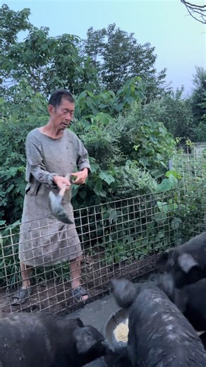 PiggFarming on Instagram: "3 Ways to Raise Pigs for BIG Farmhouse Profits! 🐷💰 Want to turn pig farming into a highly profitable business? In this video, we’ll show you three powerful ways to raise pigs in a farmhouse setting and maximize your earnings. Whether you’re just starting out or already farming, these practical tips will help you boost your farm’s profitability while ensuring your pigs grow healthy and strong. We’ll cover: ✅ The best pig breeds for fast growth and high returns ✅ Feedi