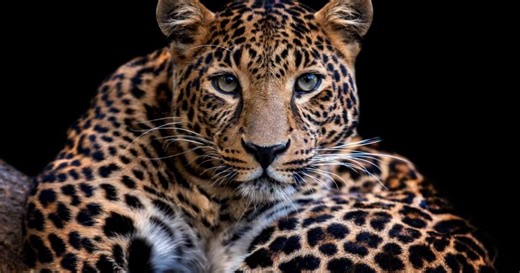 Leopardo: 10 curiosidades sobre esse felino selvagem